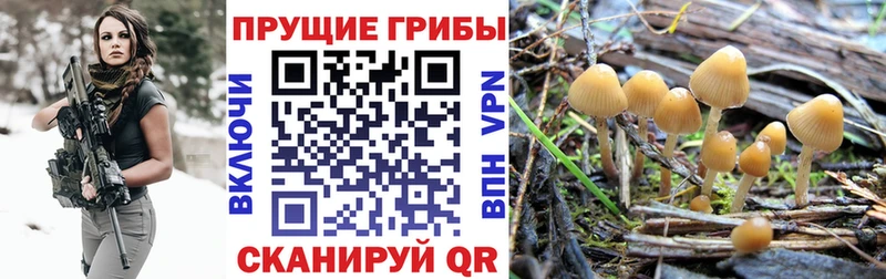 где продают   Торжок  Псилоцибиновые грибы прущие грибы 